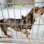 26.07.2021. Schronisko dla Bezdomnych Zwierząt w Dyminach / Wiktor Taszłow / Radio Kielce