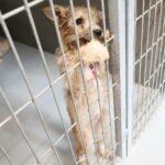 26.07.2021. Schronisko dla Bezdomnych Zwierząt w Dyminach / Wiktor Taszłow / Radio Kielce