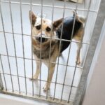 26.07.2021. Schronisko dla Bezdomnych Zwierząt w Dyminach / Wiktor Taszłow / Radio Kielce