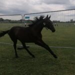 10.07.2021. Opatowiec. XXI Świętokrzyski Młodzieżowy Championat Koni Małopolskich / Marta Gajda / Radio Kielce