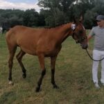 10.07.2021. Opatowiec. XXI Świętokrzyski Młodzieżowy Championat Koni Małopolskich / Marta Gajda / Radio Kielce