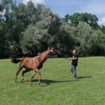 10.07.2021. Opatowiec. XXI Świętokrzyski Młodzieżowy Championat Koni Małopolskich / Marta Gajda / Radio Kielce