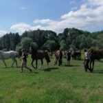 10.07.2021. Opatowiec. XXI Świętokrzyski Młodzieżowy Championat Koni Małopolskich / Marta Gajda / Radio Kielce