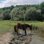 10.07.2021. Opatowiec. XXI Świętokrzyski Młodzieżowy Championat Koni Małopolskich / Marta Gajda / Radio Kielce