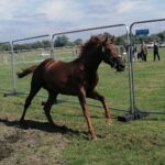 10.07.2021. Opatowiec. XXI Świętokrzyski Młodzieżowy Championat Koni Małopolskich / Marta Gajda / Radio Kielce