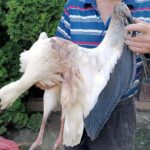 22.07.2021. Złota. Nowi podopieczni Ptasiego Azylu / Marta Gajda / Radio Kielce