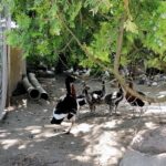 22.07.2021. Złota. Nowi podopieczni Ptasiego Azylu / Marta Gajda / Radio Kielce