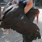 22.07.2021. Złota. Nowi podopieczni Ptasiego Azylu / Marta Gajda / Radio Kielce