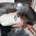 22.07.2021. Złota. Nowi podopieczni Ptasiego Azylu / Marta Gajda / Radio Kielce