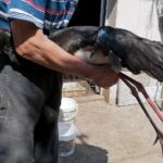 22.07.2021. Złota. Nowi podopieczni Ptasiego Azylu / Marta Gajda / Radio Kielce