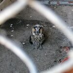 22.07.2021. Złota. Nowi podopieczni Ptasiego Azylu / Marta Gajda / Radio Kielce