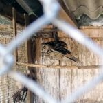 22.07.2021. Złota. Nowi podopieczni Ptasiego Azylu / Marta Gajda / Radio Kielce