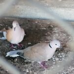 22.07.2021. Złota. Nowi podopieczni Ptasiego Azylu / Marta Gajda / Radio Kielce