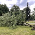 09.07.2021. Kielce. Park im Staszica. Połamane drzewo wskutek silnego wiatru / Wiktor Taszłow / Radio Kielce