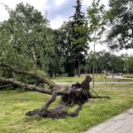 09.07.2021. Kielce. Park im Staszica. Połamane drzewo wskutek silnego wiatru / Wiktor Taszłow / Radio Kielce