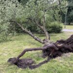 09.07.2021. Kielce. Park im Staszica. Połamane drzewo wskutek silnego wiatru / Wiktor Taszłow / Radio Kielce