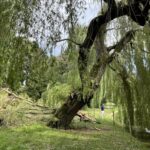 12.07.2021. Kielce. Stan drzew w dolinie Silnicy i prace porządkowe / Jarosław Kubalski / Radio Kielce