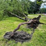 12.07.2021. Kielce. Stan drzew w dolinie Silnicy i prace porządkowe / Jarosław Kubalski / Radio Kielce