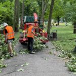 12.07.2021. Kielce. Stan drzew w dolinie Silnicy i prace porządkowe / Jarosław Kubalski / Radio Kielce