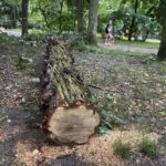 12.07.2021. Kielce. Stan drzew w dolinie Silnicy i prace porządkowe / Jarosław Kubalski / Radio Kielce