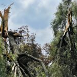 12.07.2021. Kielce. Stan drzew w dolinie Silnicy i prace porządkowe / Jarosław Kubalski / Radio Kielce