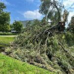 12.07.2021. Kielce. Stan drzew w dolinie Silnicy i prace porządkowe / Jarosław Kubalski / Radio Kielce