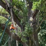 10.07.2021. Zagnańsk. Dąb Bartek - prace przy uszkodzonym drzewie / Michał Kita / Radio Kielce