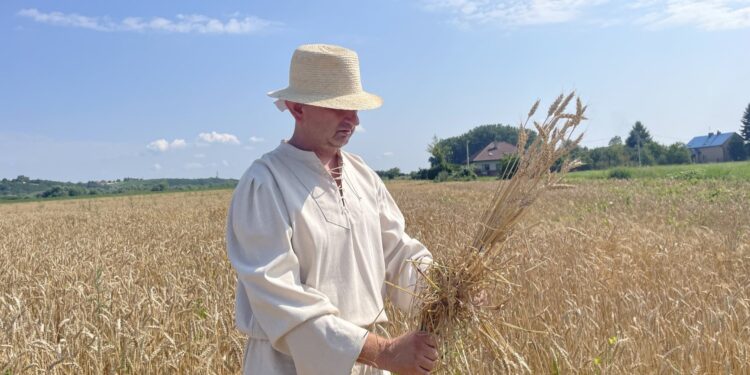 24.07.2021. Nadbrzezie. Staropolskie żniwa. Na zdjęciu: Wojciech Chmiel - Stowarzyszenie „Razem dla Nadbrzezia” / Grażyna Szlęzak-Wójcik / Radio Kielce