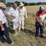 24.07.2021. Nadbrzezie. Staropolskie żniwa / Grażyna Szlęzak-Wójcik / Radio Kielce