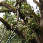 10.07.2021. Zagnańsk. Dąb Bartek / Wiktor Taszłow / Radio Kielce