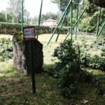 10.07.2021. Zagnańsk. Dąb Bartek / Wiktor Taszłow / Radio Kielce