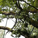 10.07.2021. Zagnańsk. Dąb Bartek / Wiktor Taszłow / Radio Kielce