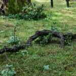 10.07.2021. Zagnańsk. Dąb Bartek / Wiktor Taszłow / Radio Kielce