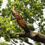 10.07.2021. Zagnańsk. Dąb Bartek / Wiktor Taszłow / Radio Kielce