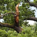 10.07.2021. Zagnańsk. Dąb Bartek / Wiktor Taszłow / Radio Kielce