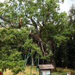 10.07.2021. Zagnańsk. Dąb Bartek / Wiktor Taszłow / Radio Kielce