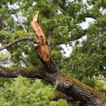 10.07.2021. Zagnańsk. Dąb Bartek / Wiktor Taszłow / Radio Kielce