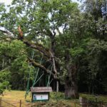 10.07.2021. Zagnańsk. Dąb Bartek / Wiktor Taszłow / Radio Kielce