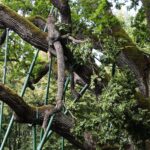 10.07.2021. Zagnańsk. Dąb Bartek / Wiktor Taszłow / Radio Kielce