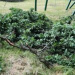 10.07.2021. Zagnańsk. Dąb Bartek / Wiktor Taszłow / Radio Kielce