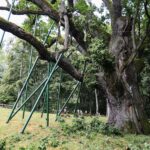 Dąb Bartek ma się dobrze