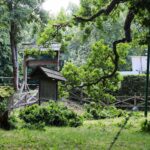 10.07.2021. Zagnańsk. Dąb Bartek / Wiktor Taszłow / Radio Kielce