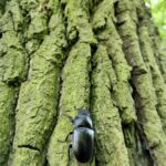 01.07.2021. Rezerwat Polana Polichno. Jelonek rogacz samica / Edyta Nowicka