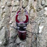 01.07.2021. Rezerwat Polana Polichno. Jelonek rogacz samiec / Edyta Nowicka