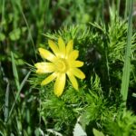 01.07.2021. Rezerwat Polana Polichno. Miłek wiosenny / Jacek Koba