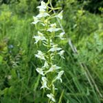 01.07.2021. Rezerwat Polana Polichno. Podkolan / Edyta Nowicka