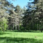 01.07.2021. Rezerwat Polana Polichno. / Jacek Koba