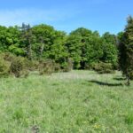 01.07.2021. Rezerwat Polana Polichno. / Jacek Koba