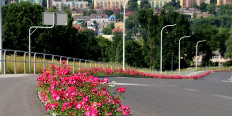 04.07.2021. Starachowice. Róże na ulicach Starachowic / Marek Materek/Facebook