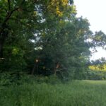 01.07.2021. Rezerwat Polana Polichno. Starodrzew otaczający Polanę Polichno / Edyta Nowicka